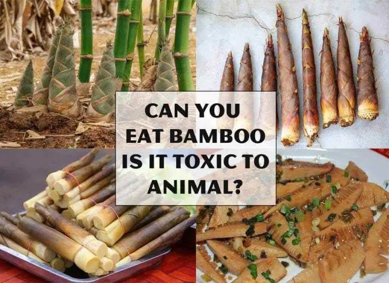 Can You Eat Bamboo - Is It Toxic to Animal