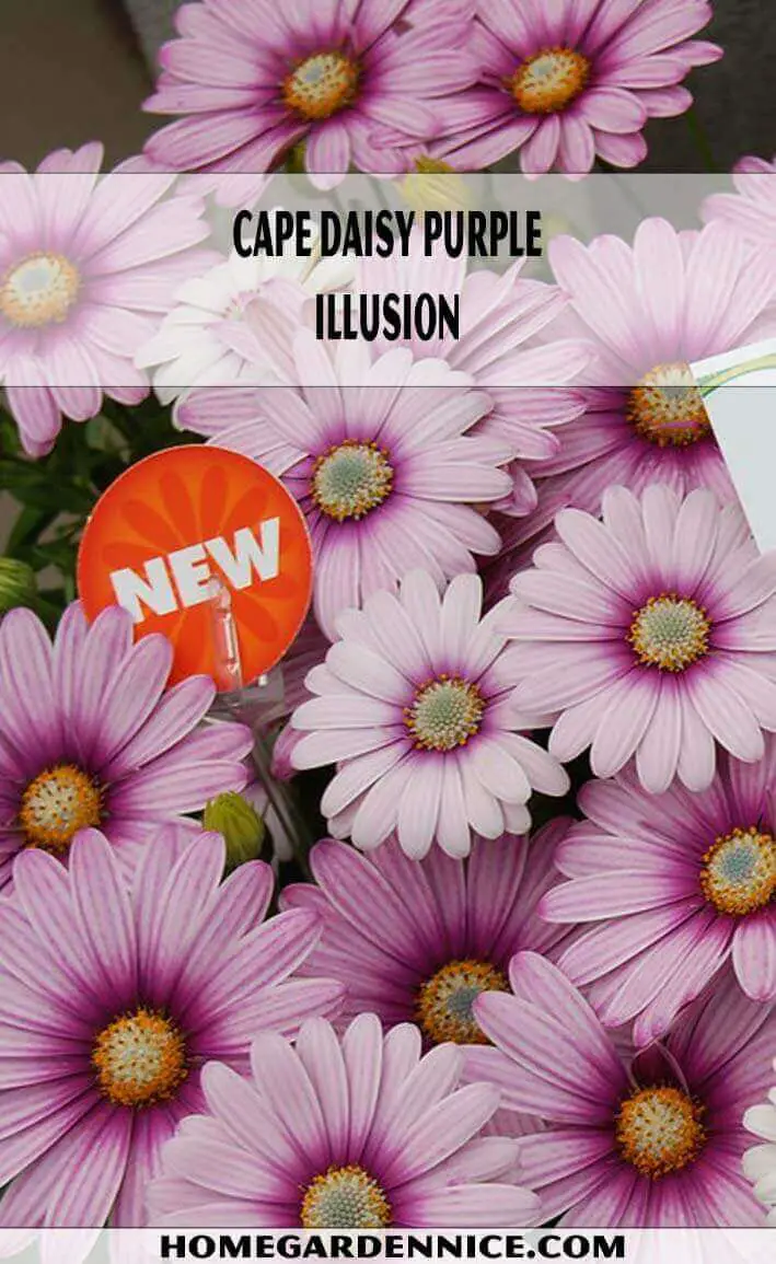 Cape Daisy Purple Illusion types of daisies