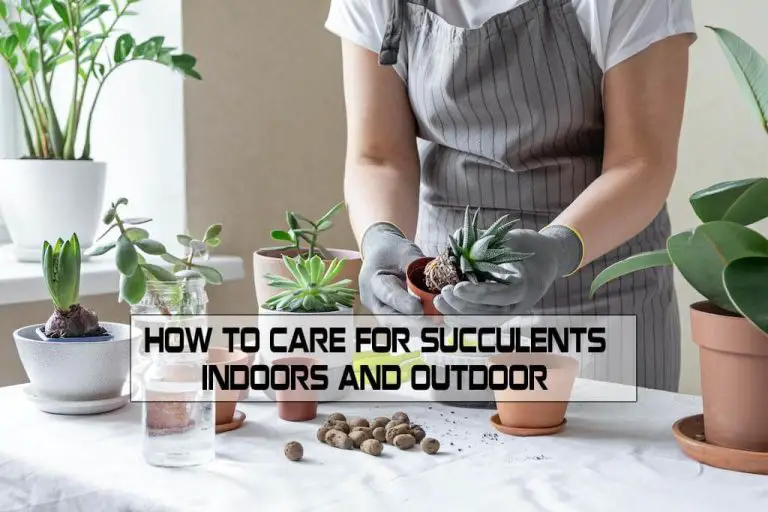 How to Care For Succulents Indoors and Outdoor