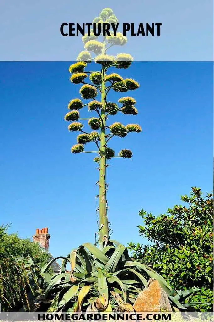 Century Plant - types of tall succulents