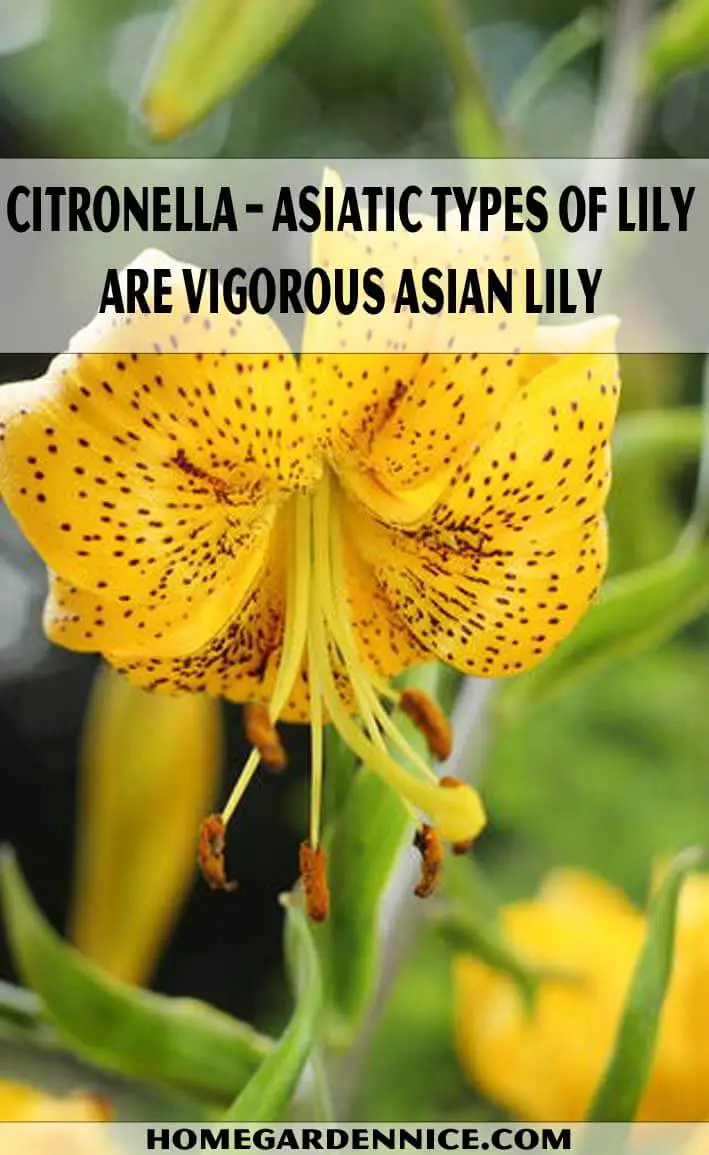 Citronella – Asiatic types of Lily are vigorous Asian lily