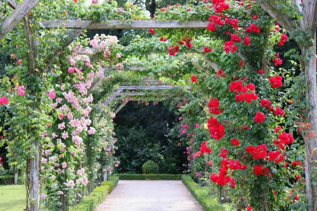 Many climbing roses types are suitable for novice gardeners 