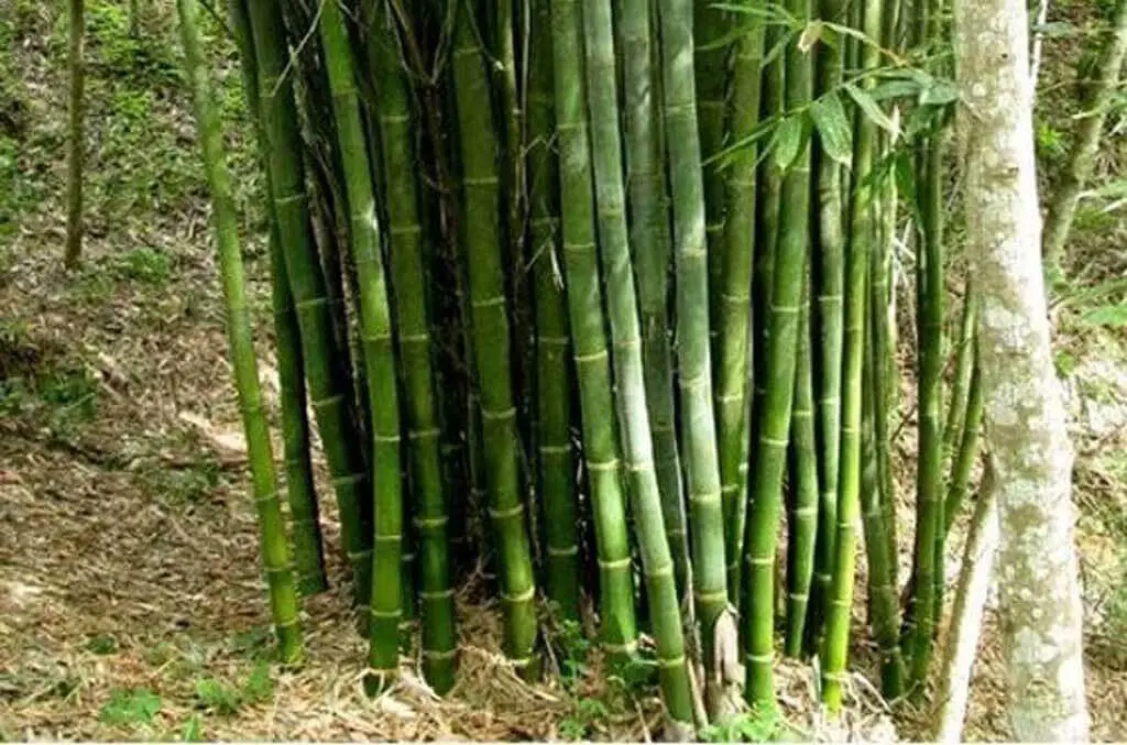 Dendrocalamus Strictus - Male bamboo