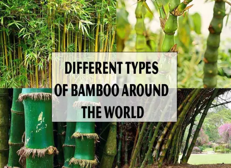 15 Different Types of Bamboo Around the World