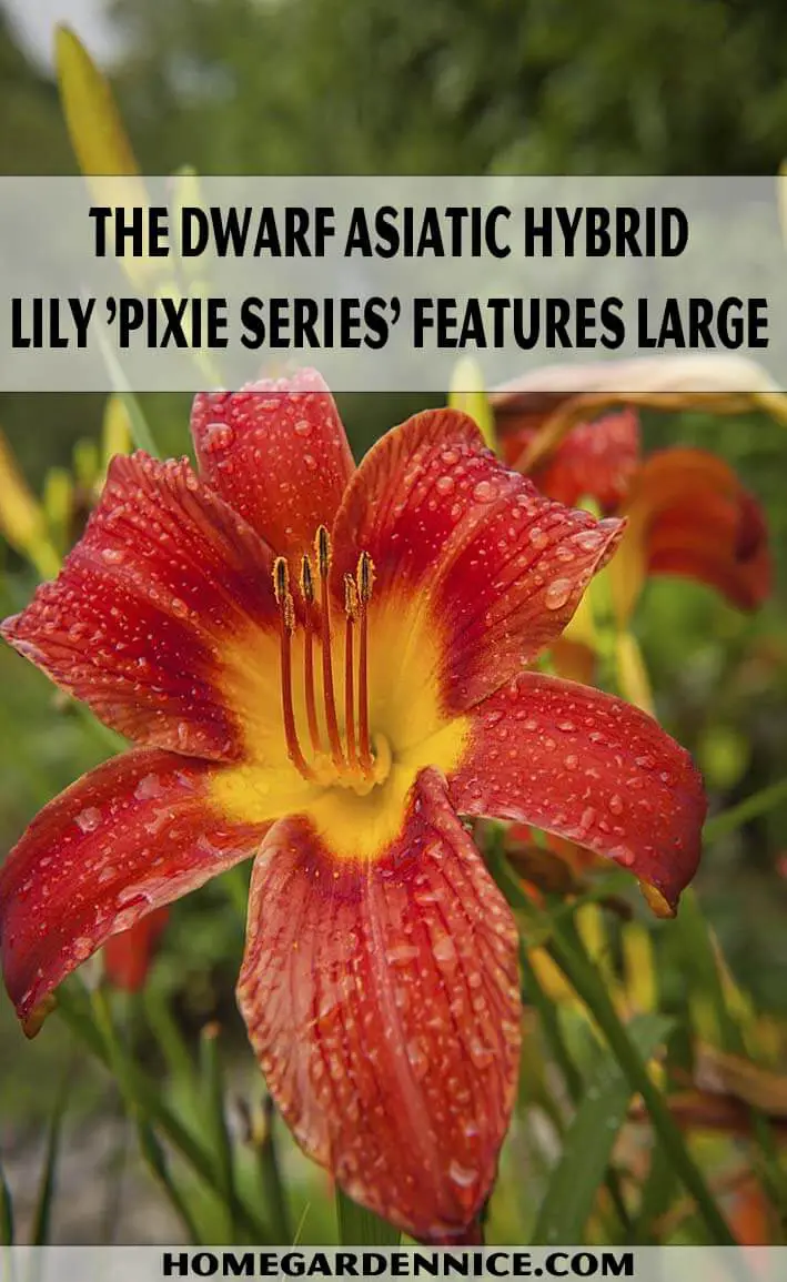 Dwarf Asiatic Hybrid Lilies - Pixie Series