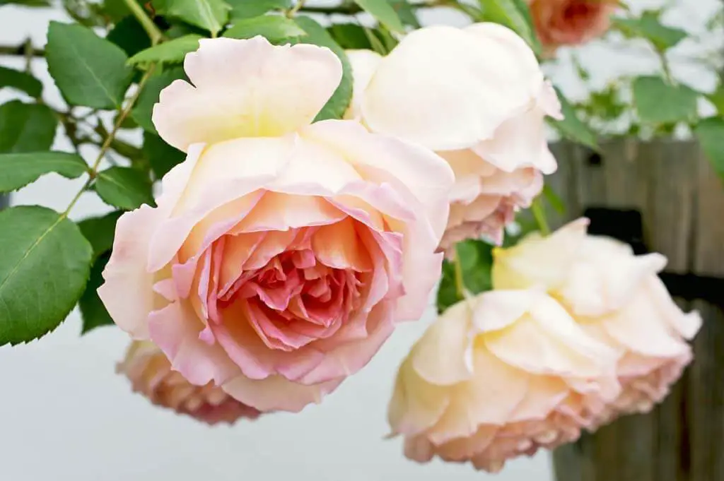 English Roses types are quite distinctive