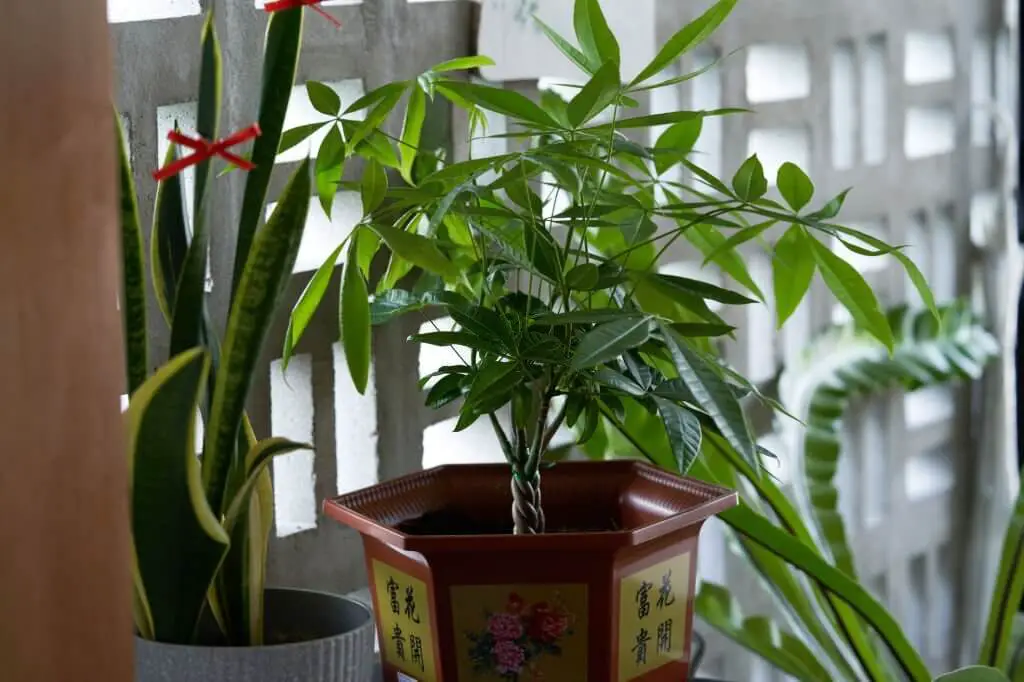 Feng Shui Plants