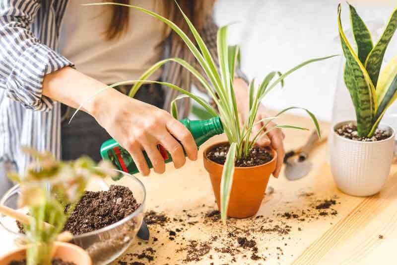 Fertilize Japanese Plants Indoor