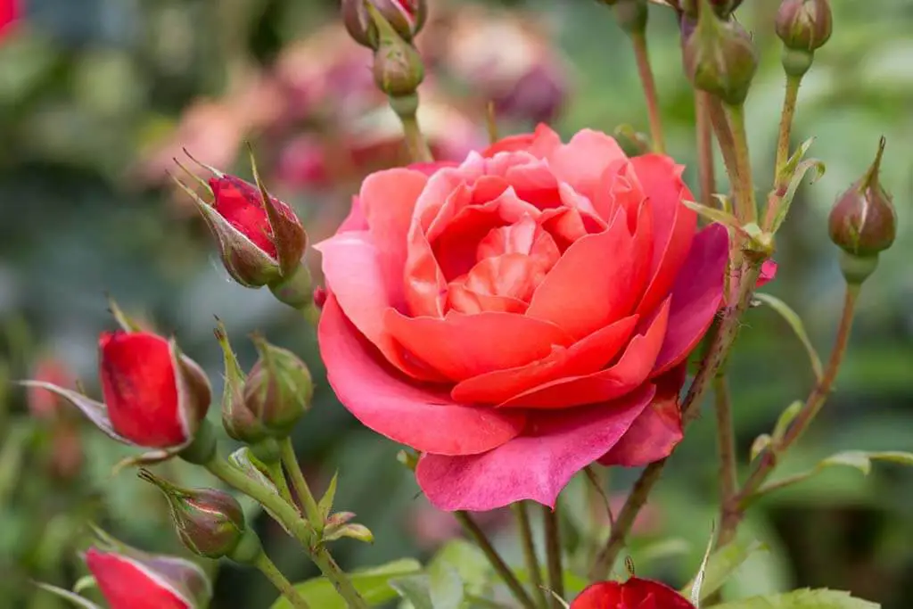 Floribunda roses are crossbred hybrids that are known for their long flowering season