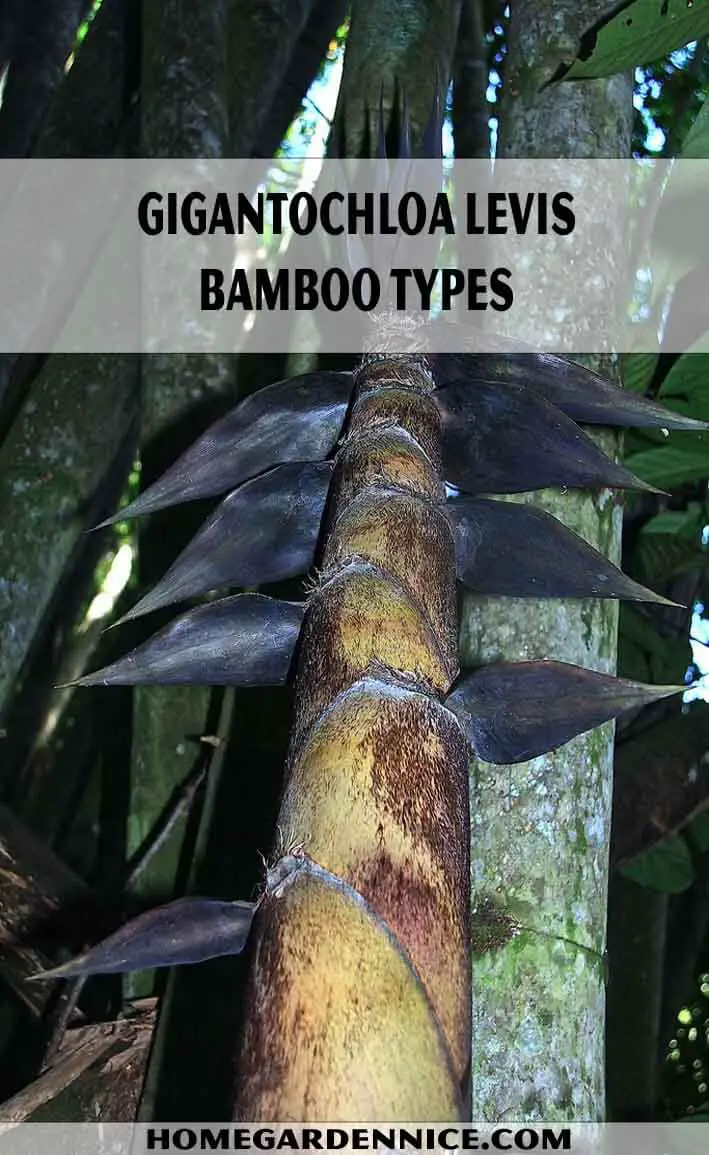 Gigantochloa levis Bamboo Types