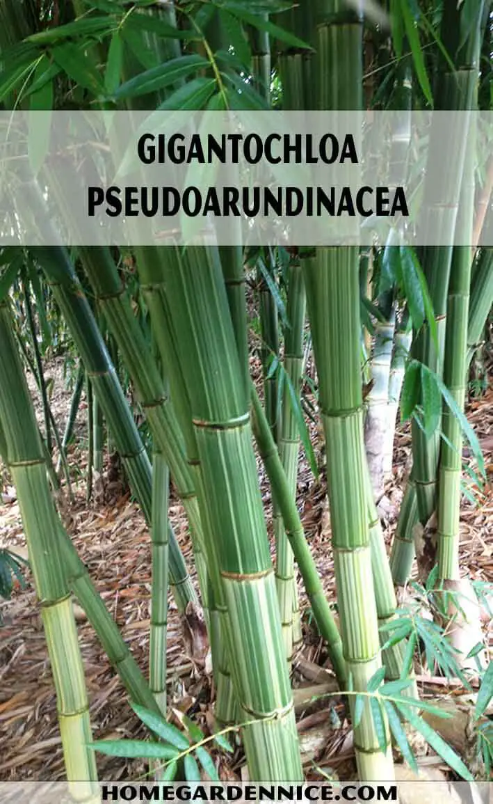 Gigantochloa pseudoarundinacea Bamboo Types