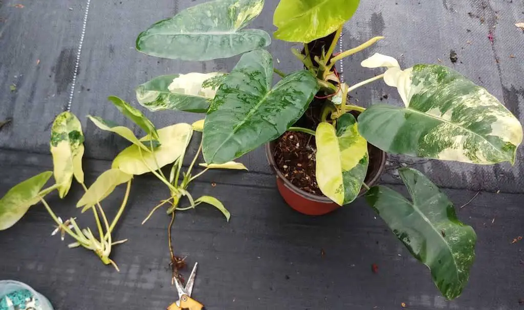 Grow A Variegated Philodendron