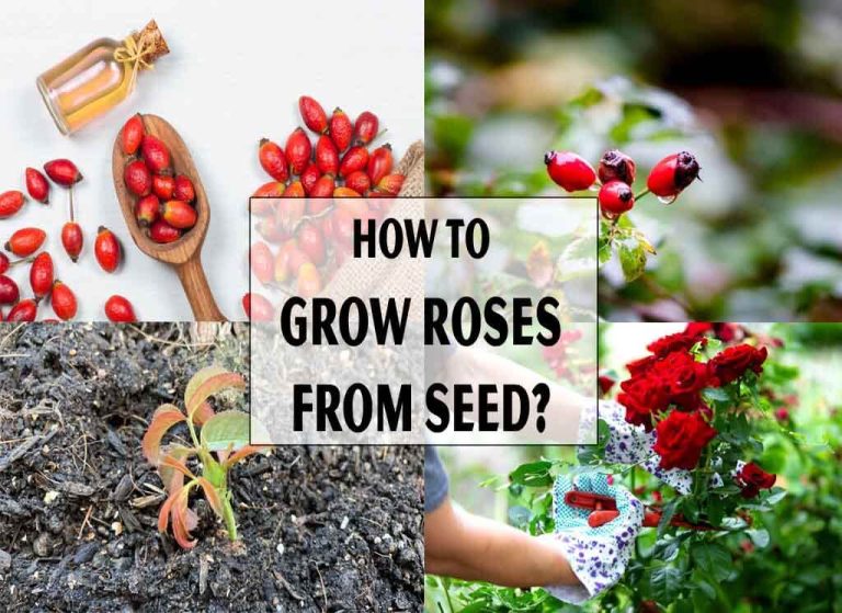How to Grow Roses From Seed