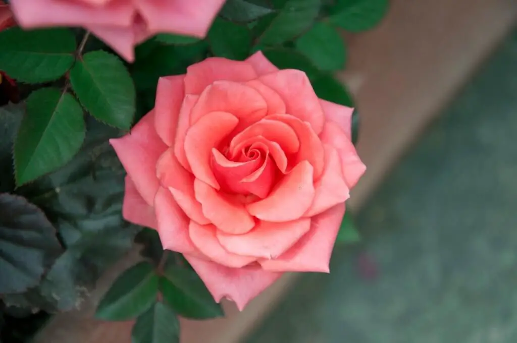 Growing China roses is not difficult if you follow some tips