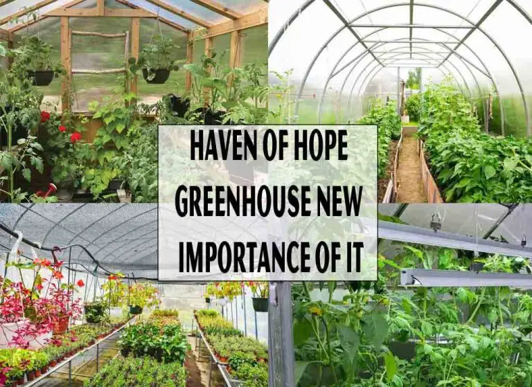 Haven Of Hope Greenhouse