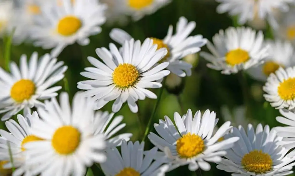 How To Identify Daisies
