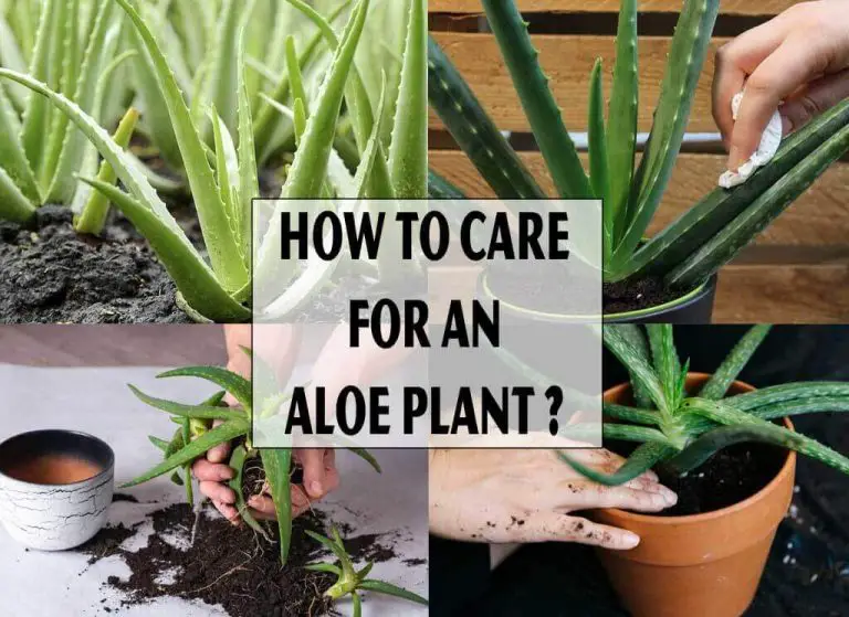 How to Care For an Aloe Plant