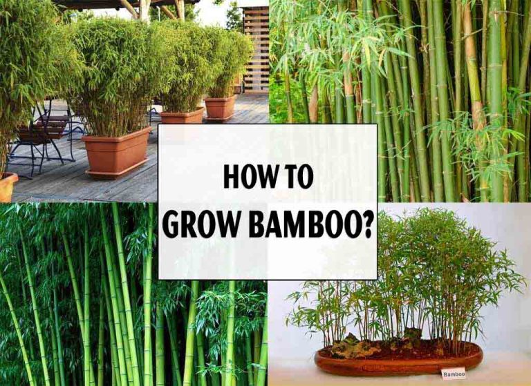 How to Grow Bamboo in Different Conditions