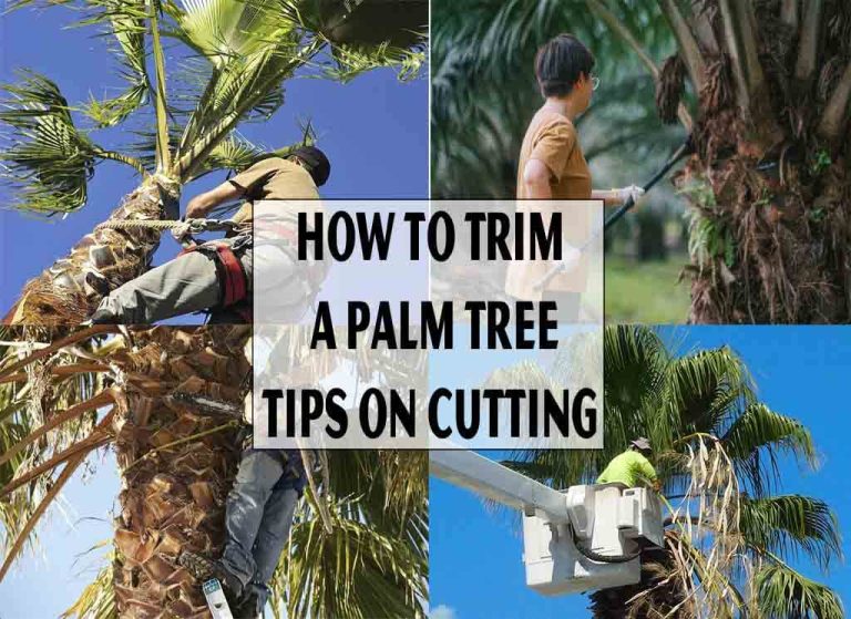 How to Trim a Palm Tree-Tips On Cutting