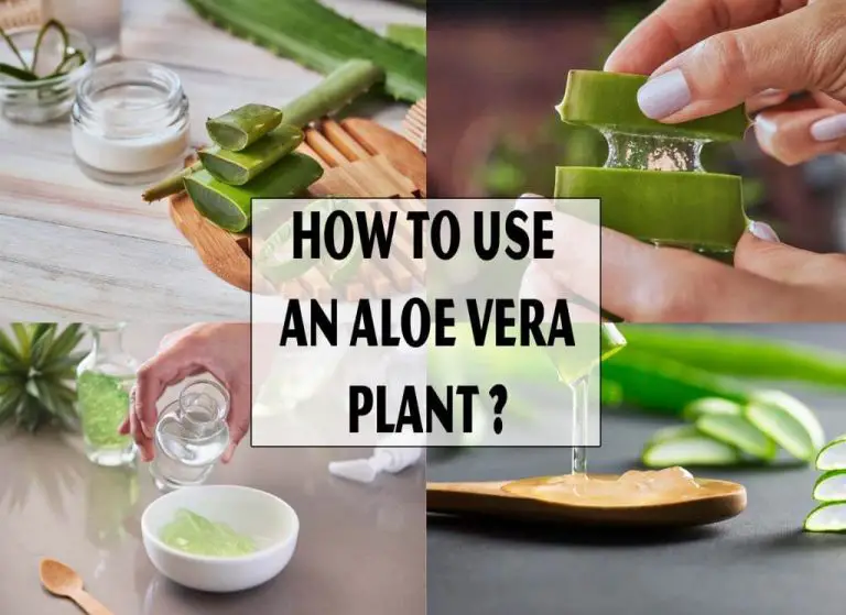 How to Use an Aloe Vera Plant