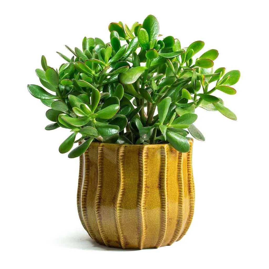 Jade Plant can stay in the same pot for several years. Types of Succulents