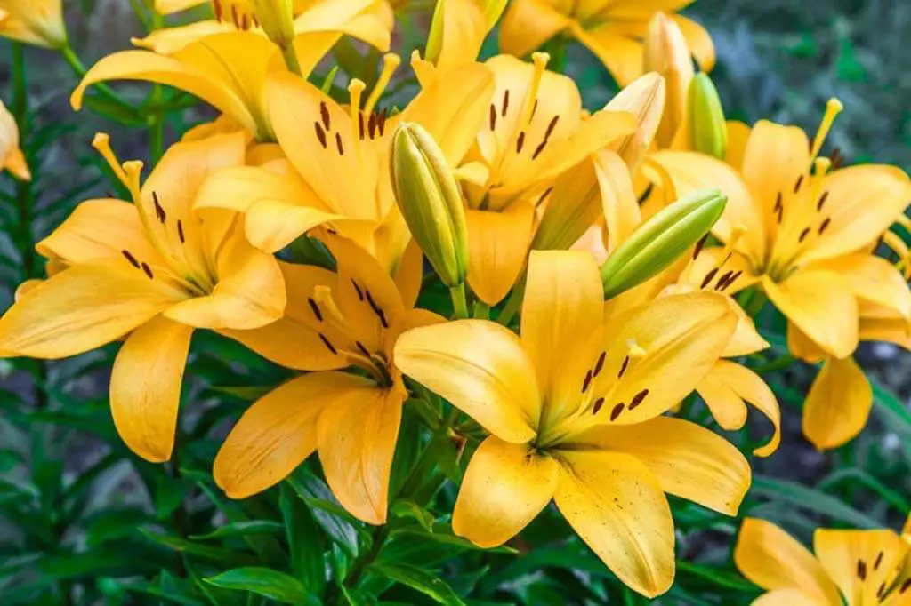 Lilium 'Beau Soleil'- Longiflorum-Asiatic Lily