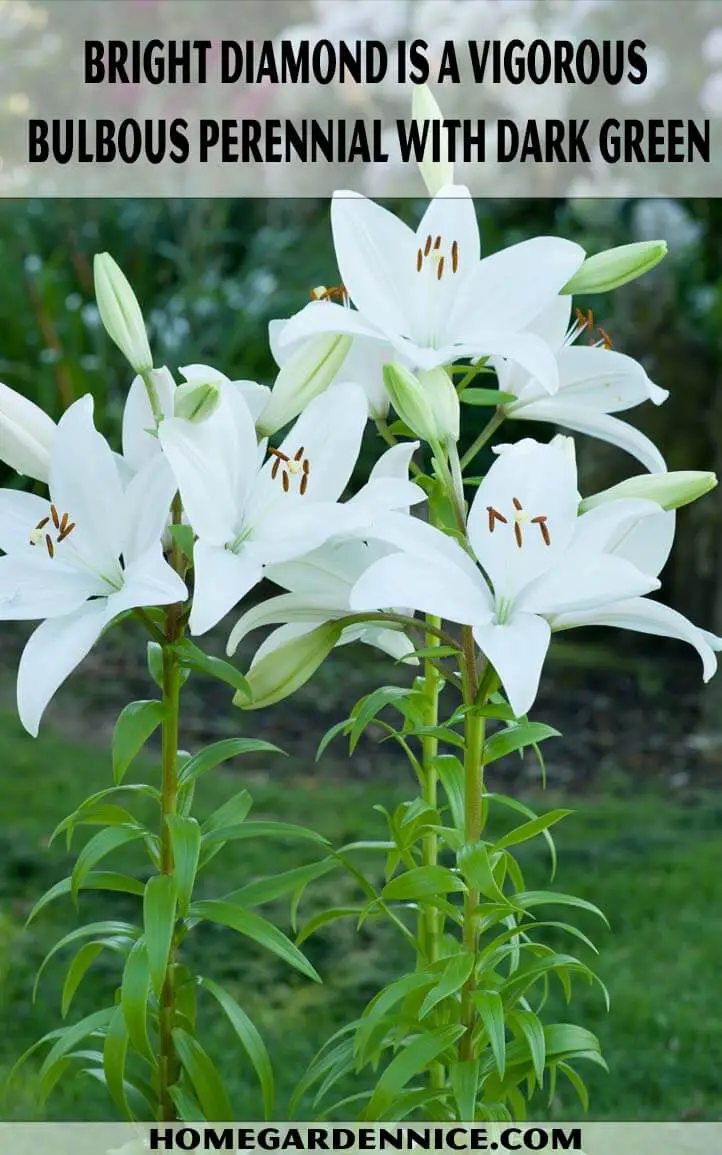 Lilium 'Bright Diamond'- Longiflorum-Asiatic Lily