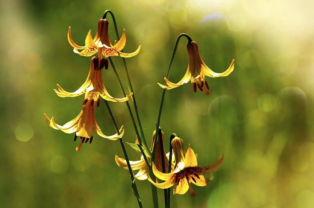 Lilium Canadense- Canada Lily