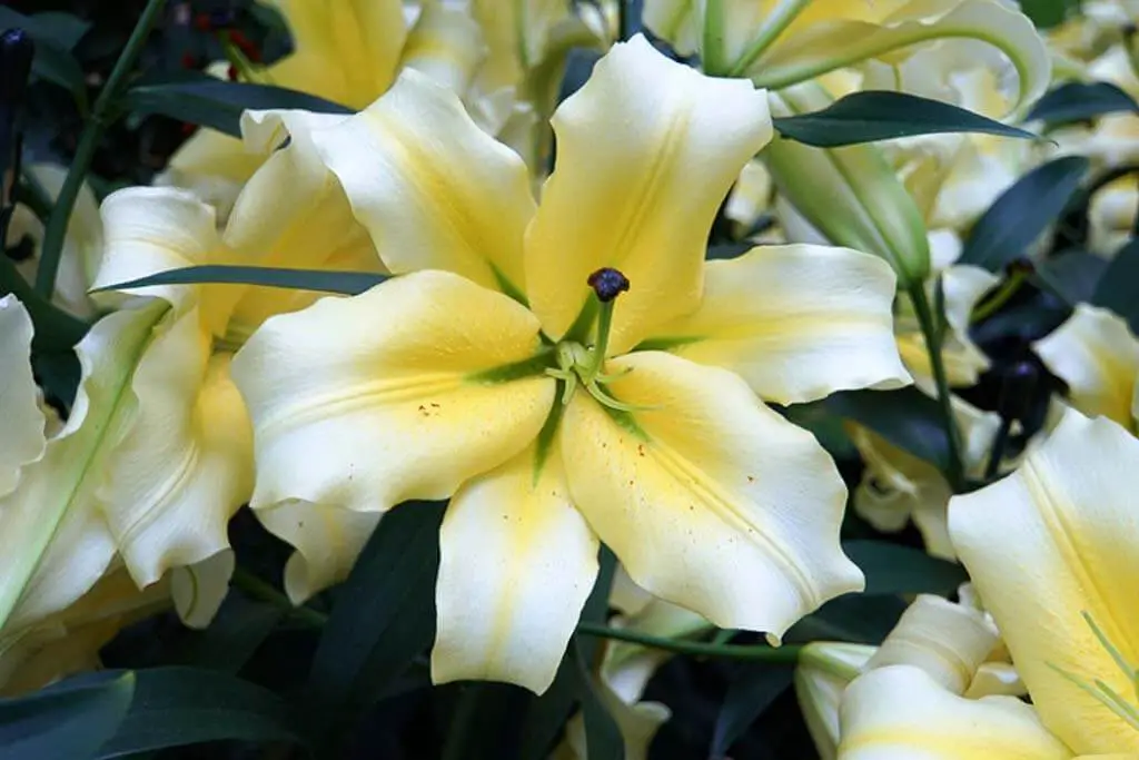 Lilium 'Conca d'Or'- Orienpet Lily