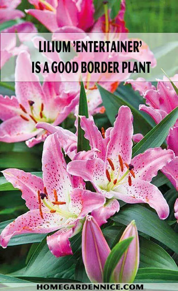 Lilium 'Entertainer' is a good border plant