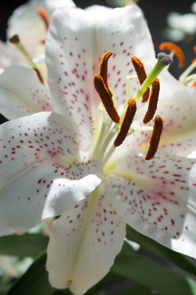 Lilium 'Muscadet' - Oriental Lily