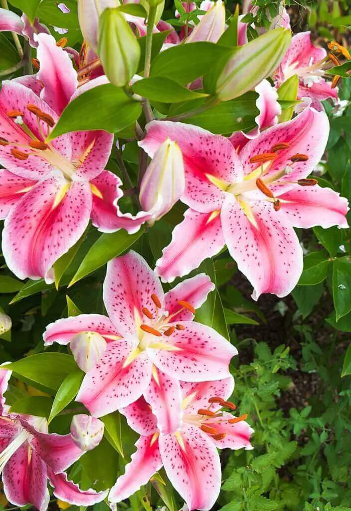 Lilium 'Star Gazer'- Oriental Lily