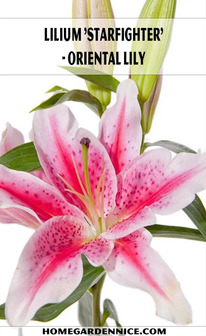Lilium 'Starfighter' Oriental Lily