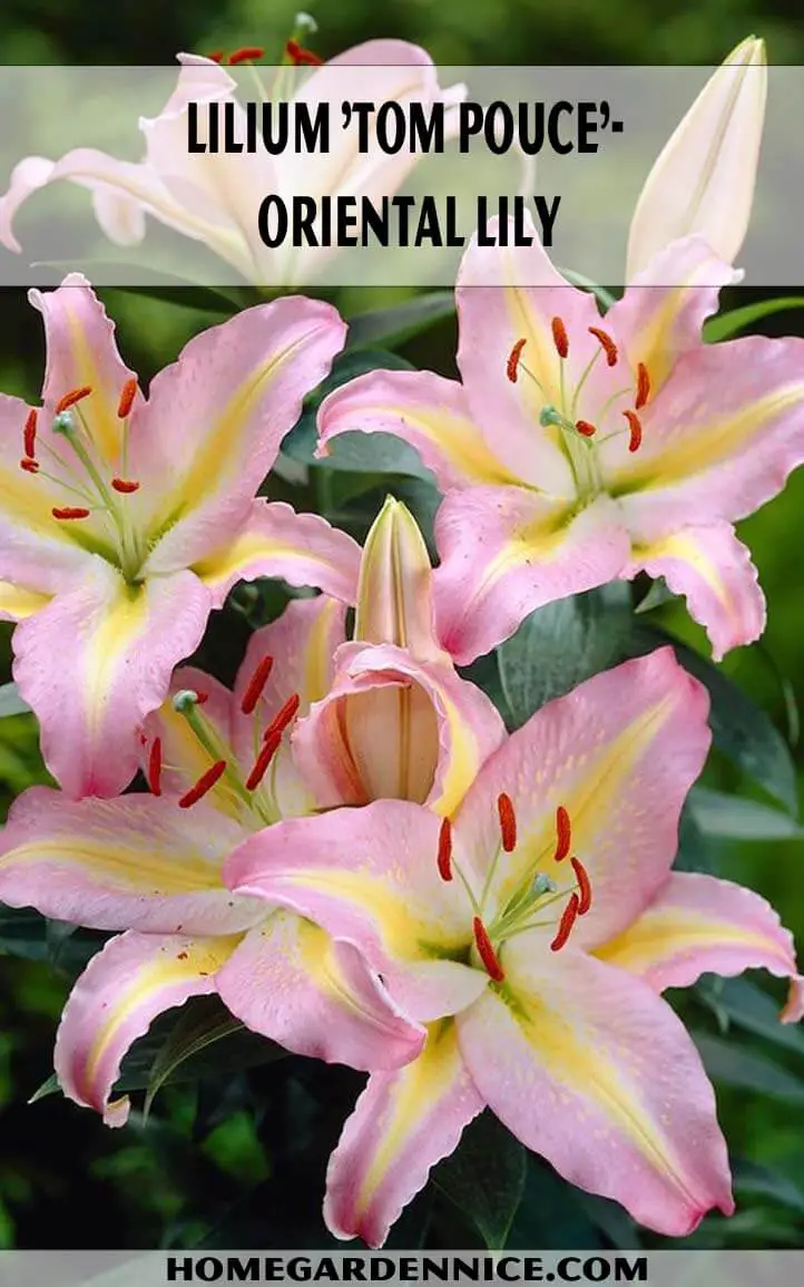Lilium 'Tom Pouce'- Oriental Lily