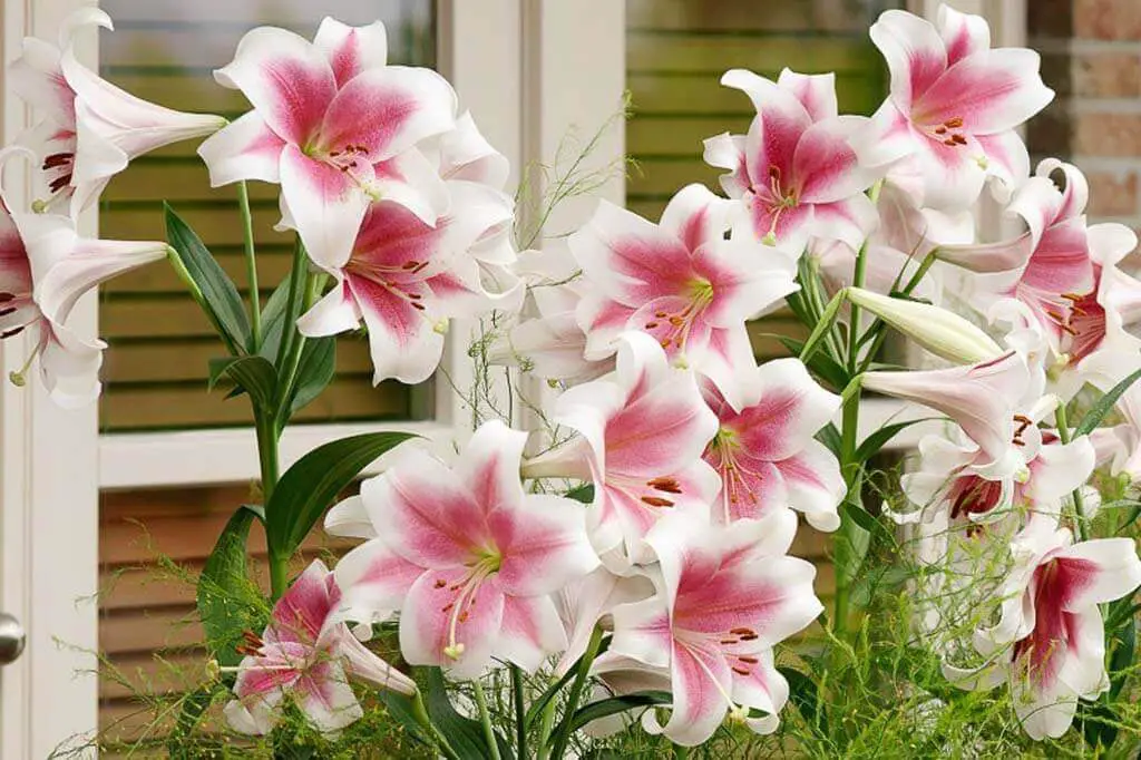 Lilium Triumphator- Longiflorum Oriental Hybrid Lily