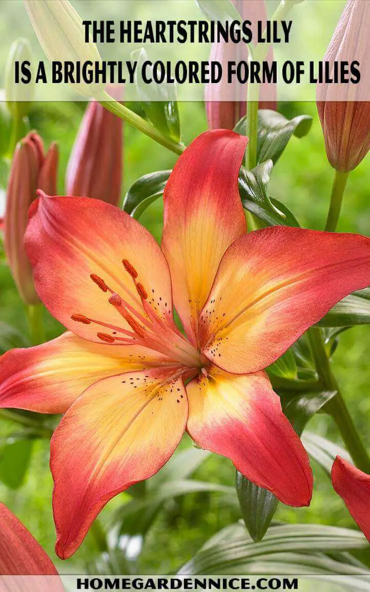 The Heartstrings lily is a brightly colored form of lilies