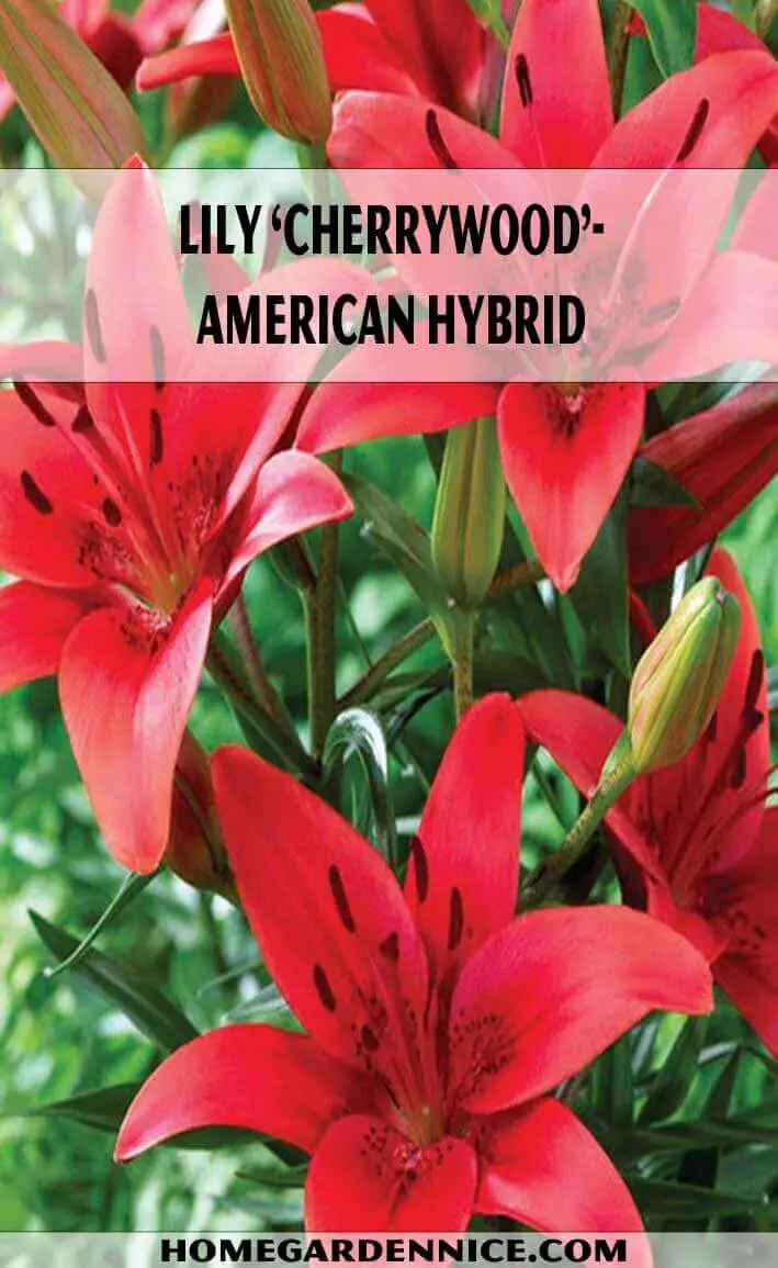 Lily ‘Cherrywood’- American Hybrid