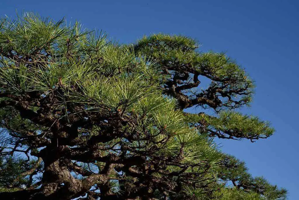 Matsu Japanese Pine