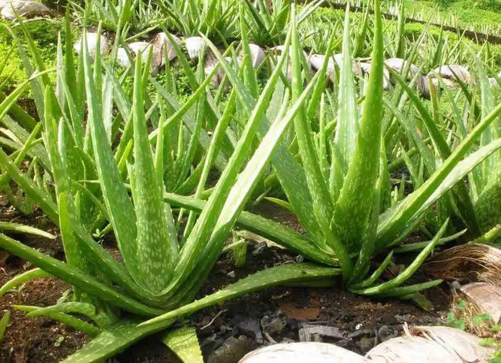 Medicinal Aloe
