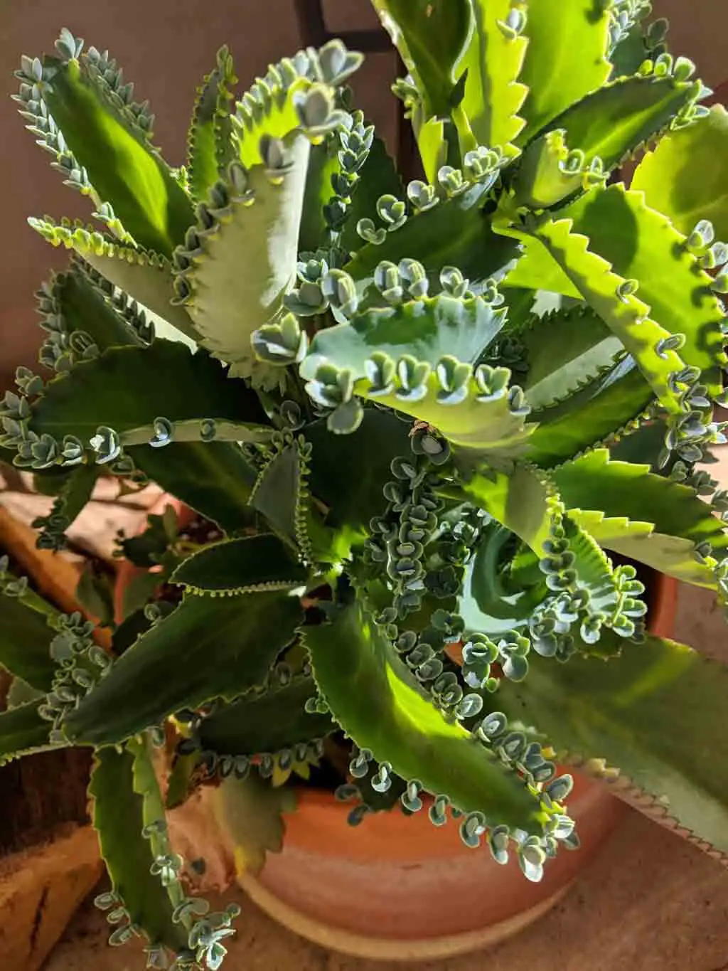 Mother Of Millions