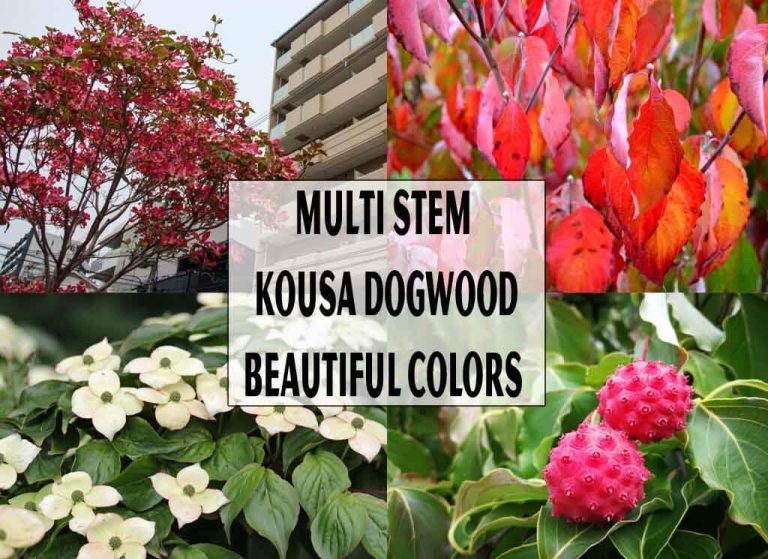 Multi Stem Kousa Dogwood : Beautiful Contrasting Colors