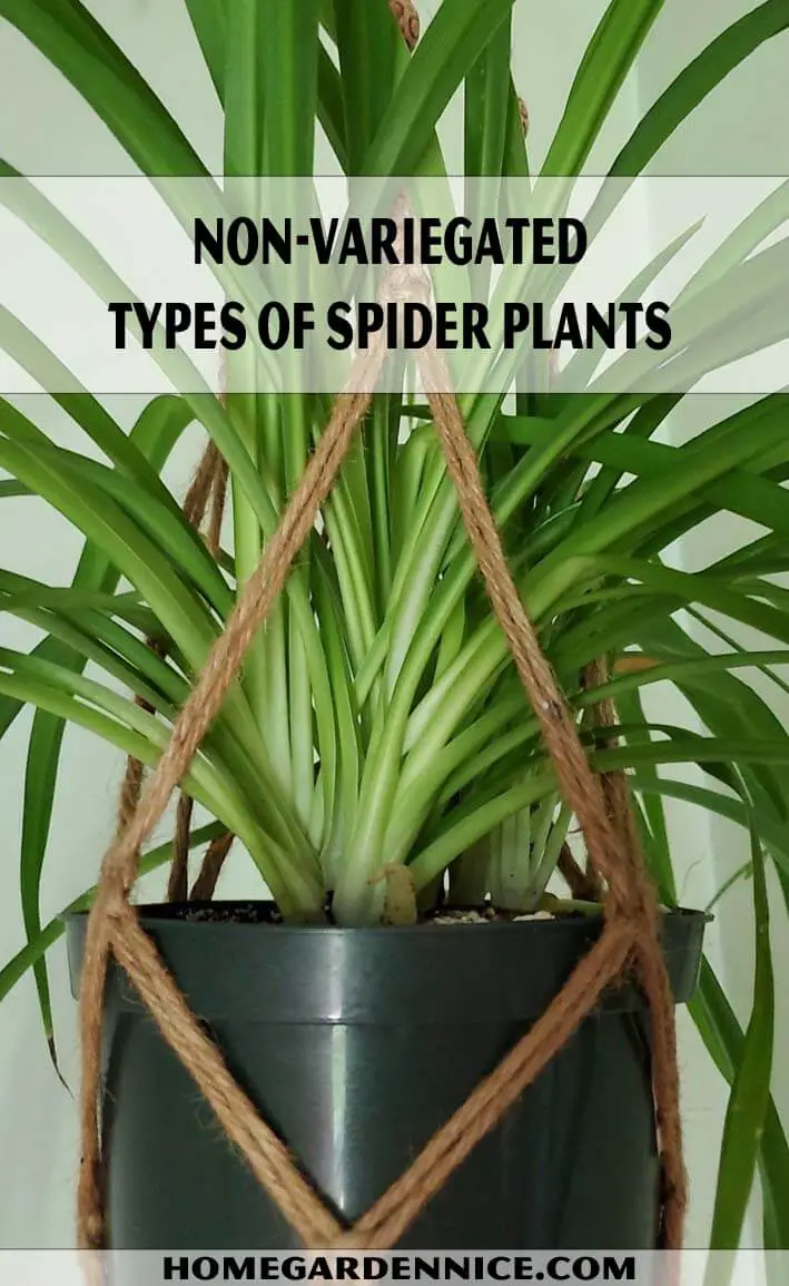 Non-Variegated Types Of Spider Plants