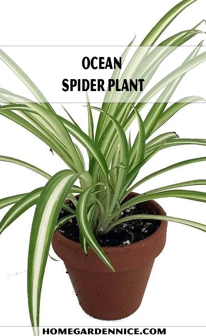 Ocean Spider Plant