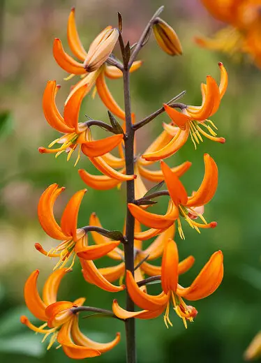 Orange Marmalade- Martagon Lily