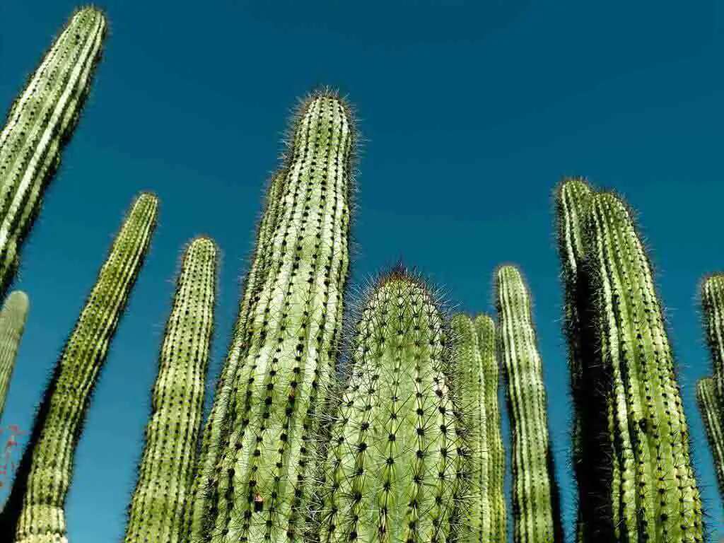 Organ-Pipe Cactus Stenocereus Thurberi