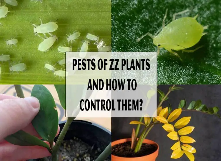 Pests Of ZZ Plants And How To Control Them