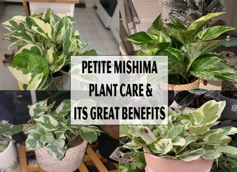 Petite Mishima Plant Care - Its Great Benefits