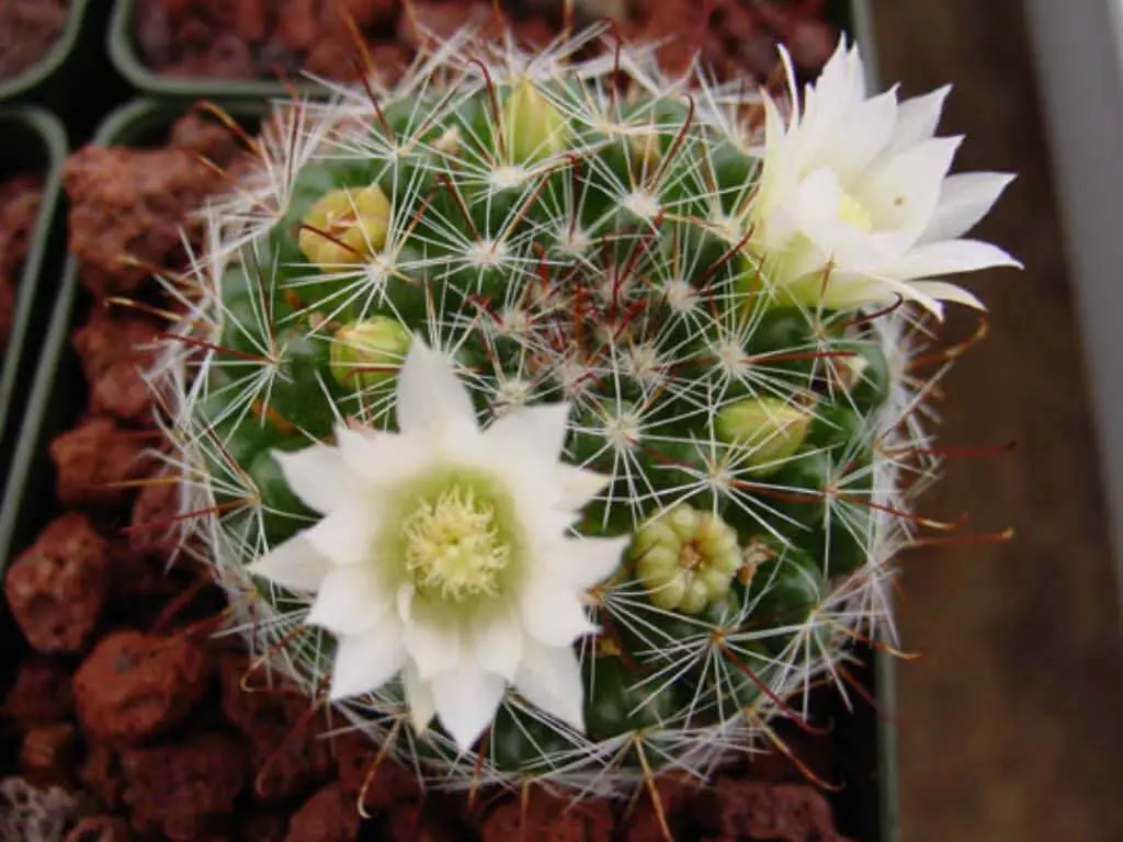 Pincushion cacti have large leaves and flower heads that are plump like jelly beans