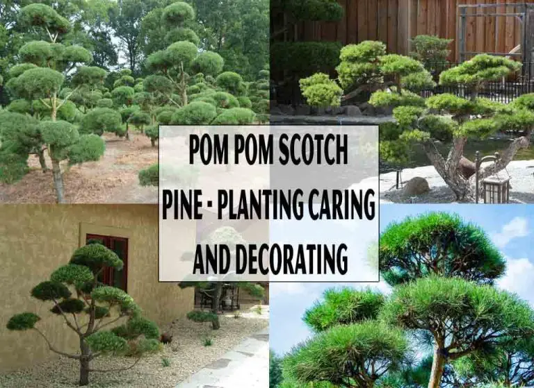 Pom Pom Scotch Pine