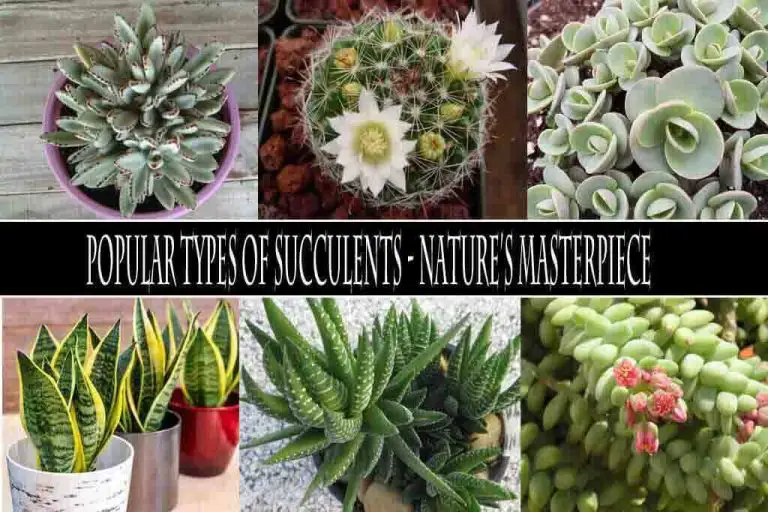 Popular Types of Succulents